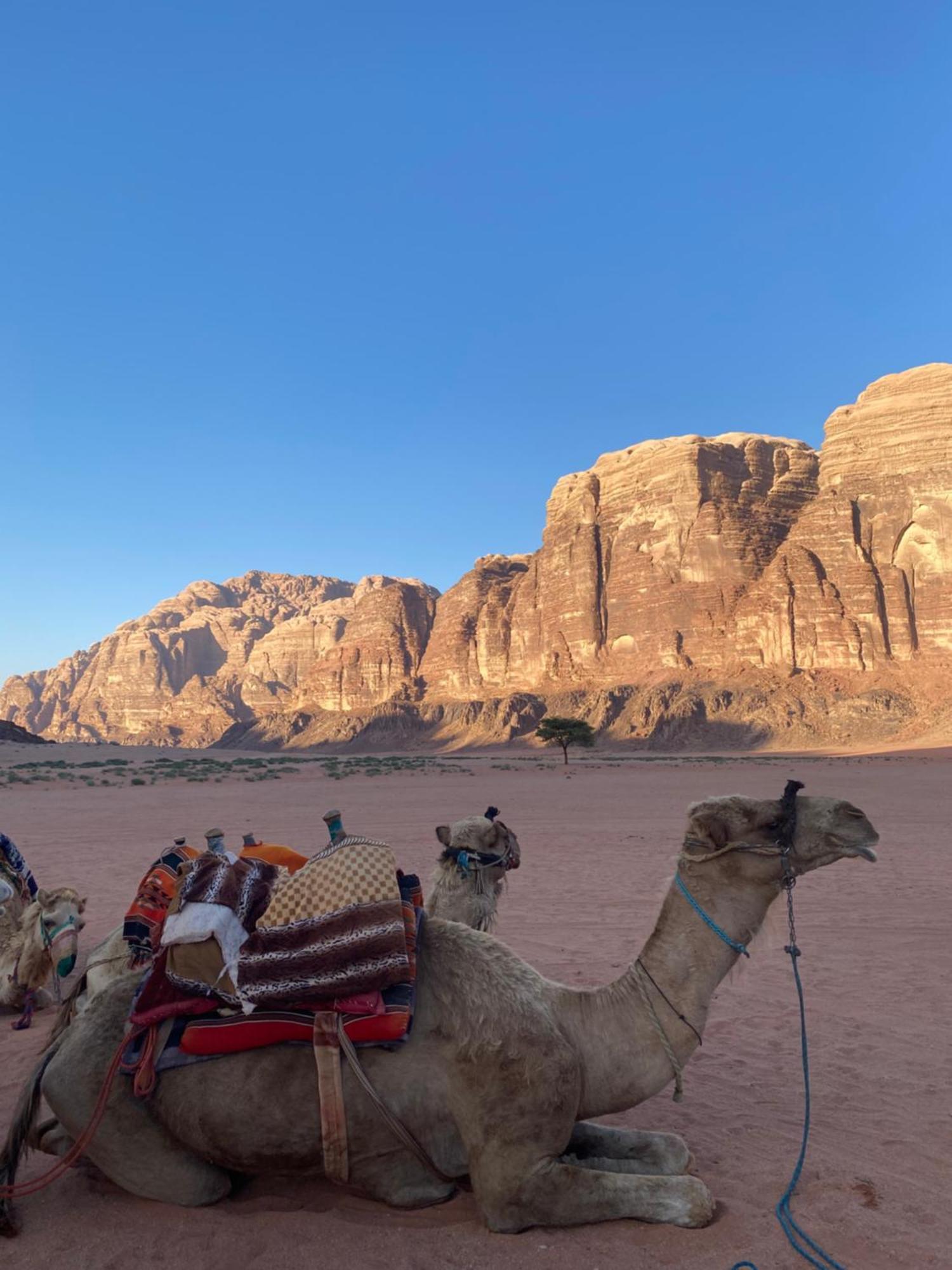 Campsite Wadi Rum Crescent Camp & Tours Wadi Rum
