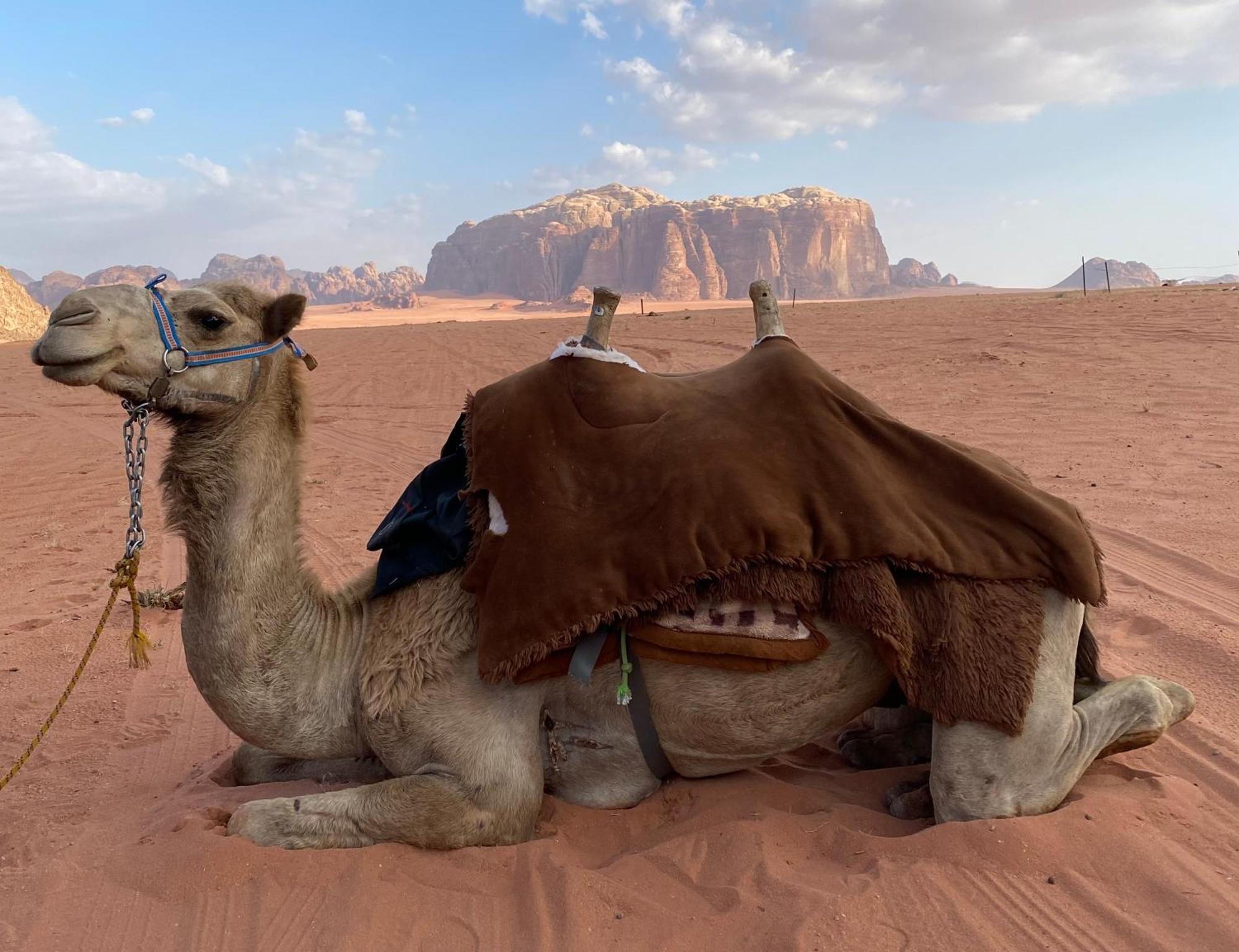 Wadi Rum Crescent Camp & Tours Campsite Wadi Rum