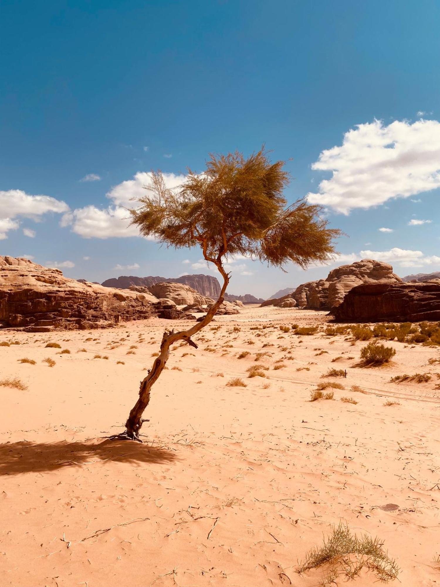 Wadi Rum Crescent Camp & Tours * Wadi Rum